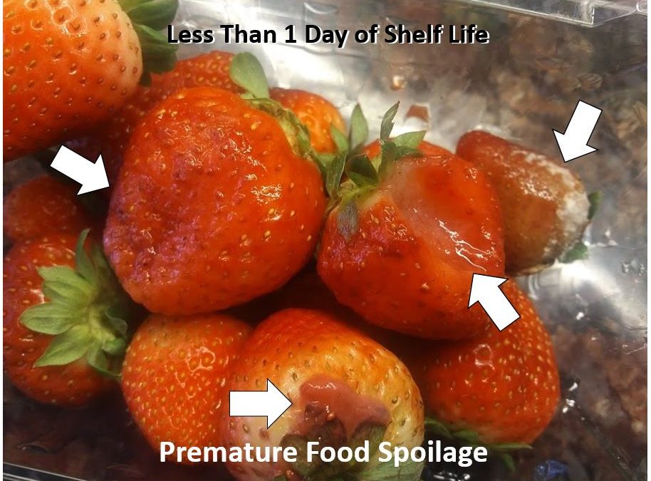 Food Spoilage: The Impact On Your Business