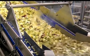 Salad Kit Lettuce Processing